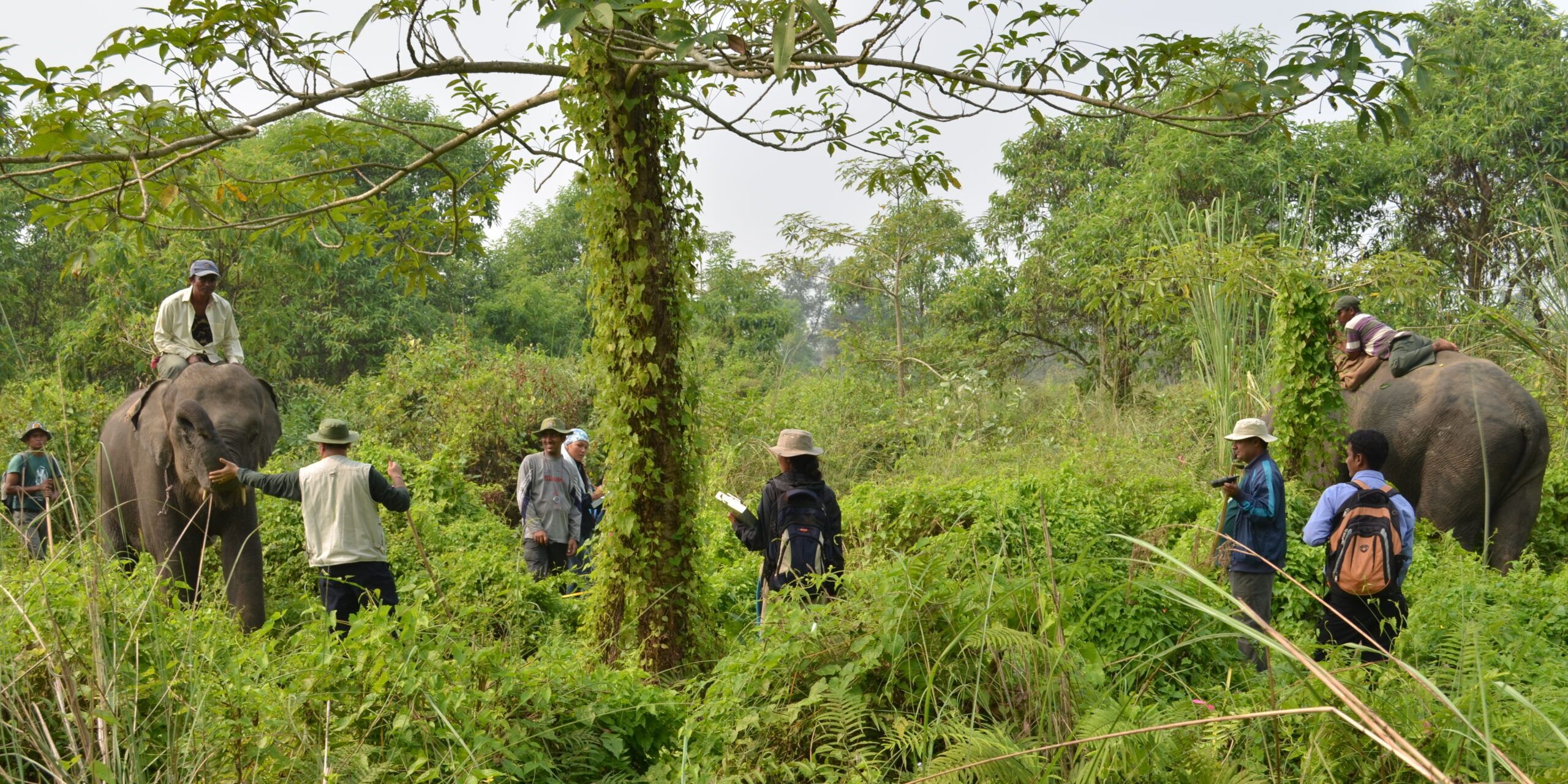 Surverying of the Wild Weeds in Jungle