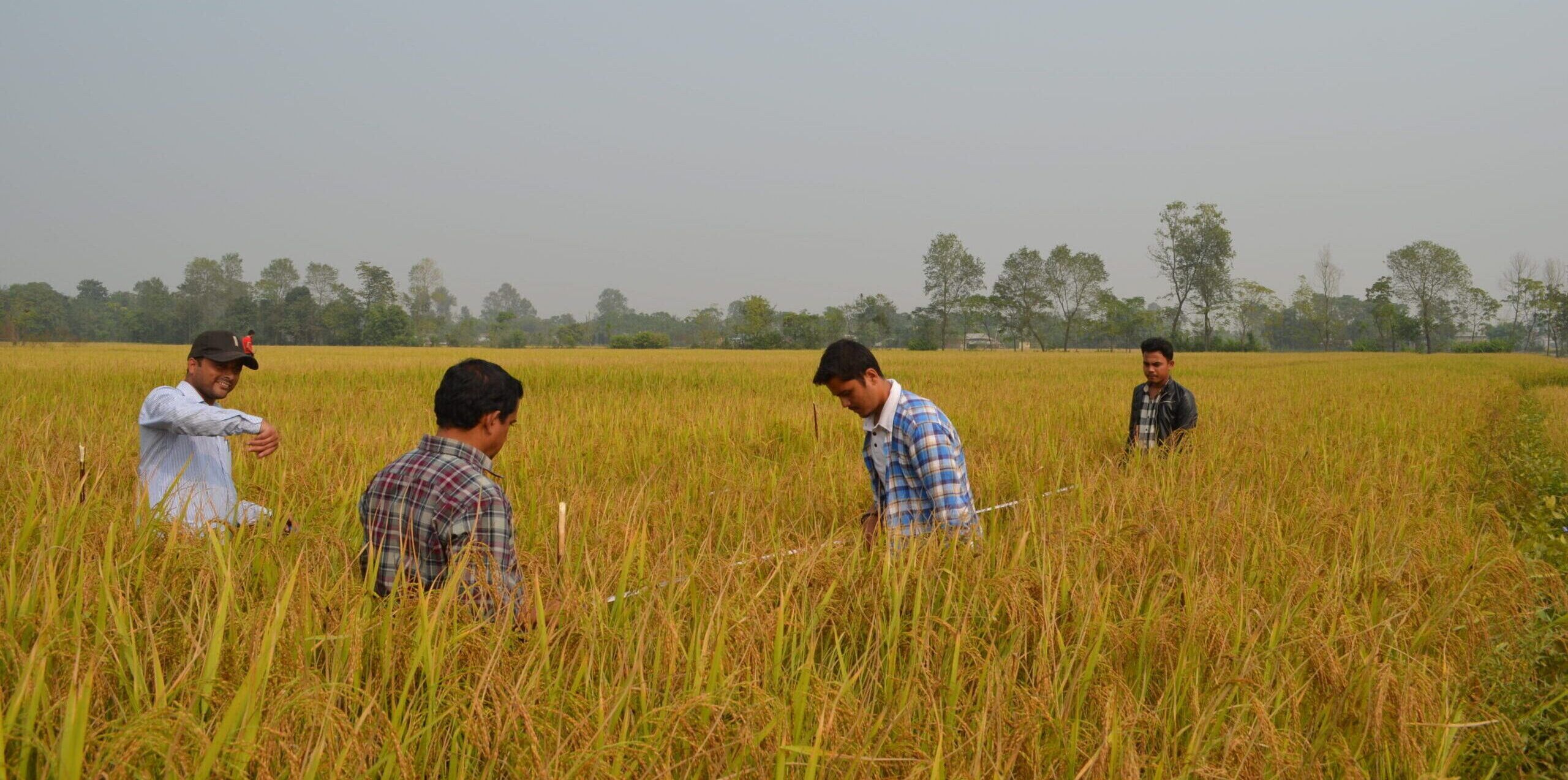 maize_data_collection